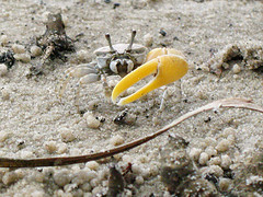 Fiddler Crab by denn