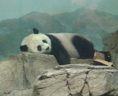 Panda at the National Zoo
