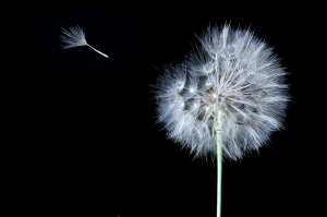 dandelion