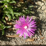 Flower on Sidewalk